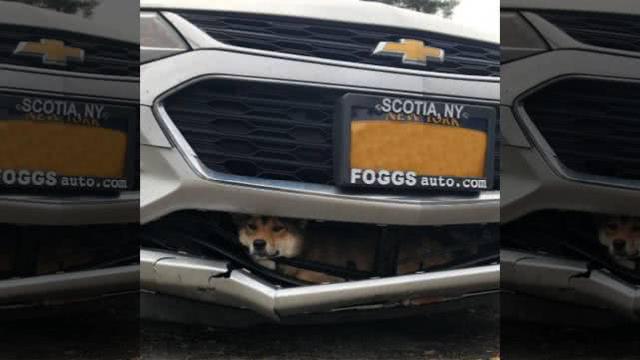 小狗被撞后被卷进车底，司机开了88公里远才发现
