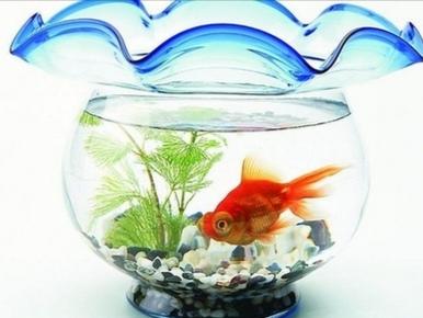 咖啡喝不醉■多么羡慕你，是一条鱼