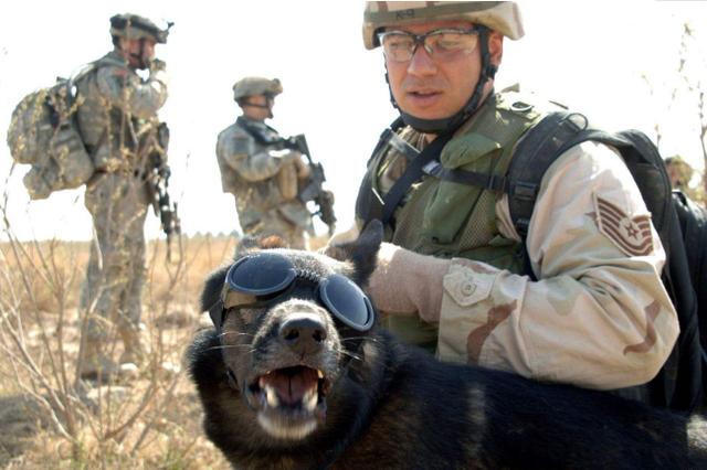 美军犬立下大功，将巴格达迪逼入绝境，特朗普公开赞其“好狗”