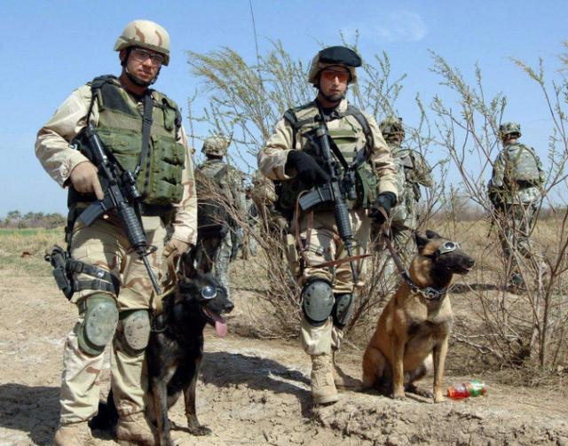 美军犬立下大功，将巴格达迪逼入绝境，特朗普公开赞其“好狗”