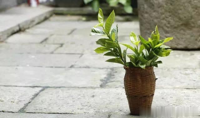 「中国茶文化知识」好人有好报，茶人有茶福