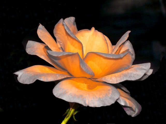 芨芨草01@和“三观不同”的人一起生活累吗？那要看你怎么处理，我有好办法