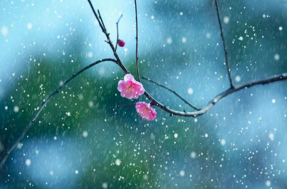 「四季萌芽」深情执着双鱼座：陈酒满杯祭过往，余生不问雨或晴