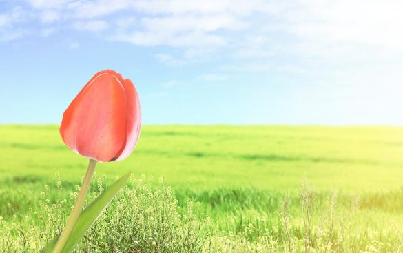 「四季萌芽」深情执着双鱼座：陈酒满杯祭过往，余生不问雨或晴