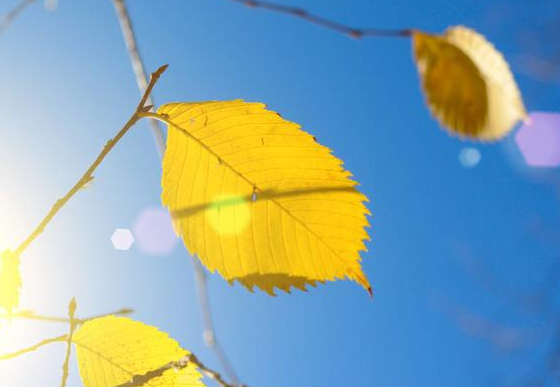 「四季萌芽」深情执着双鱼座：陈酒满杯祭过往，余生不问雨或晴