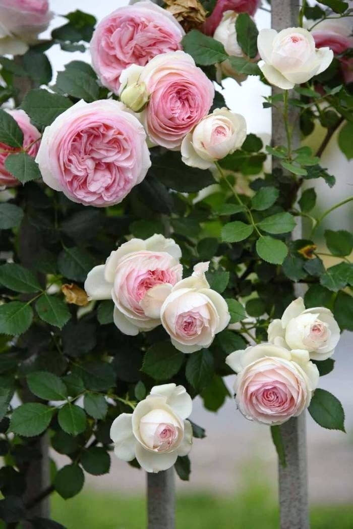 「生活万万千」富含哲理的人生感悟，寓意深刻，值得细细品读