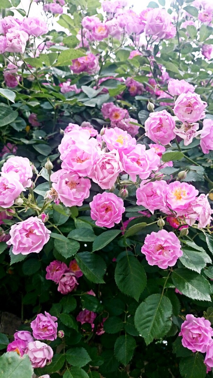 「生活万万千」富含哲理的人生感悟，寓意深刻，值得细细品读