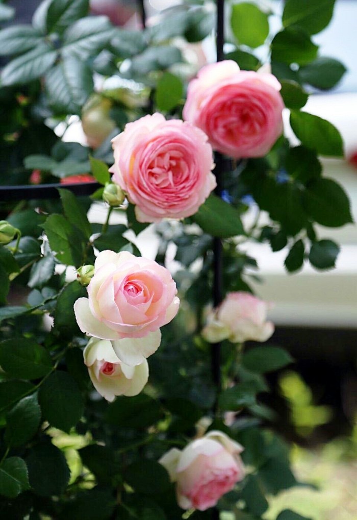 「生活万万千」富含哲理的人生感悟，寓意深刻，值得细细品读