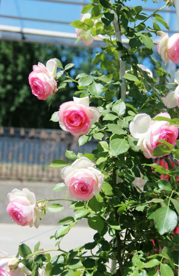 「生活万万千」富含哲理的人生感悟，寓意深刻，值得细细品读