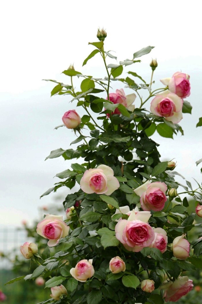 「生活万万千」富含哲理的人生感悟，寓意深刻，值得细细品读