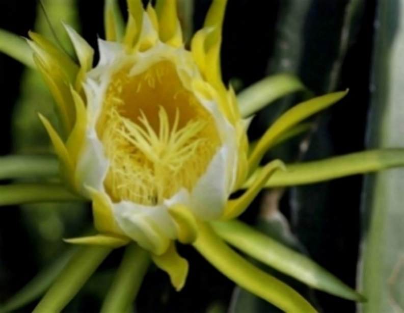 「情感紫雪」适合当情人的三生肖女，温柔贤惠没心机，遇到一定要珍惜