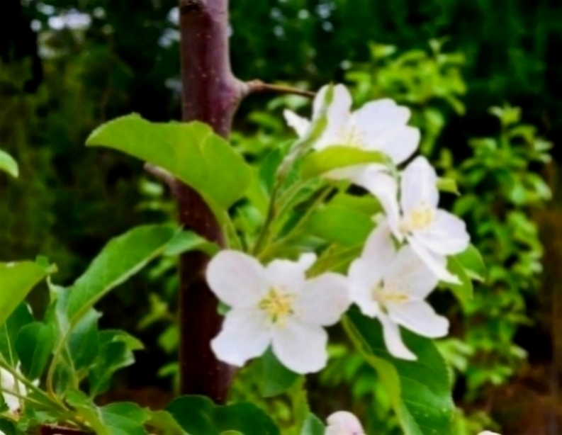 「情感紫雪」适合当情人的三生肖女，温柔贤惠没心机，遇到一定要珍惜