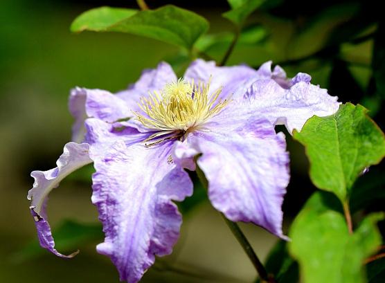 「情感紫雪」适合当情人的三生肖女，温柔贤惠没心机，遇到一定要珍惜