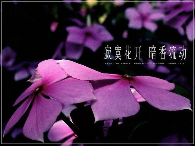 「千里情说」“高瞻远瞩”终成废材，“鼠目寸光”才是大智慧