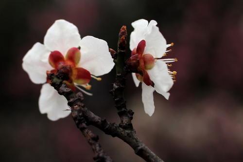 「千里情说」“高瞻远瞩”终成废材，“鼠目寸光”才是大智慧