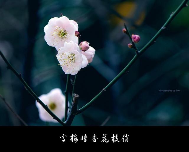 「千里情说」“高瞻远瞩”终成废材，“鼠目寸光”才是大智慧