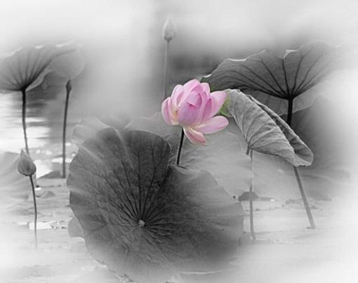 卡酷弟弟：深奥难懂的精妙禅语，静下心来好好看看！