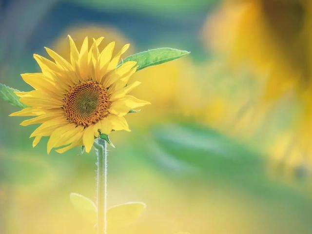 「柠檬美文」精神层次越高，人就越善良