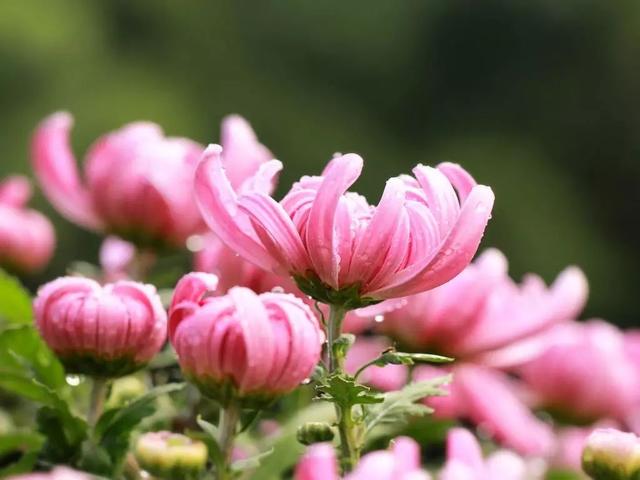 「柠檬美文」精神层次越高，人就越善良