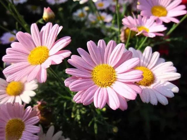 「柠檬美文」精神层次越高，人就越善良