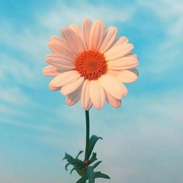 「柠檬美文」精神层次越高，人就越善良