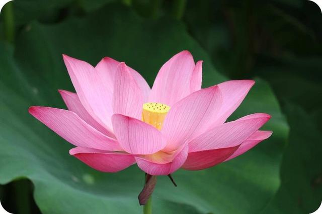 励志司机睿睿：人生，活的就是一个静字