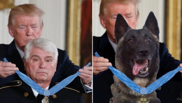 美总统又闹笑话了，为军犬佩戴勋章，遭网友揭穿：这是合成图