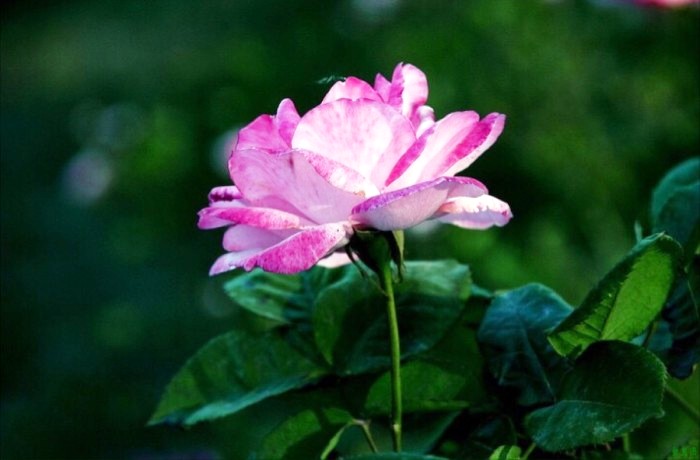 人生阅历分享@睿智走心的人生感悟，字字珠玑，引人深思