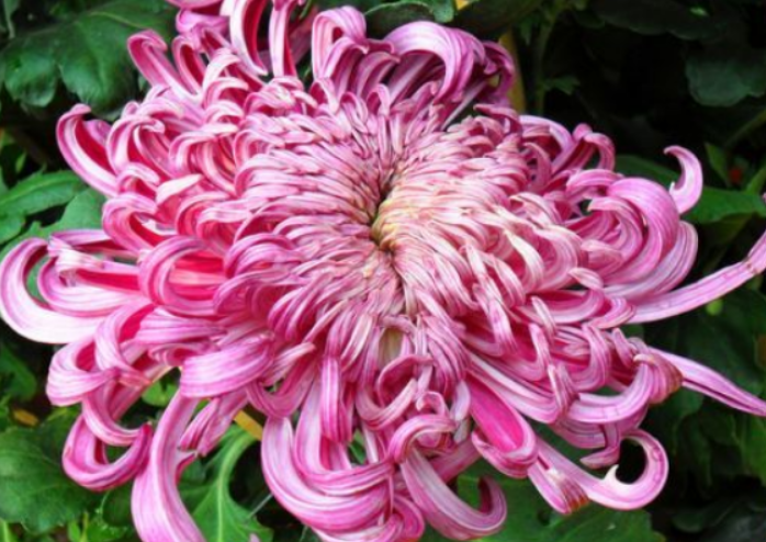 「你我的杏仁露」喜欢菊花，一定要养盆精品花型菊花，品相绝美色彩秀美