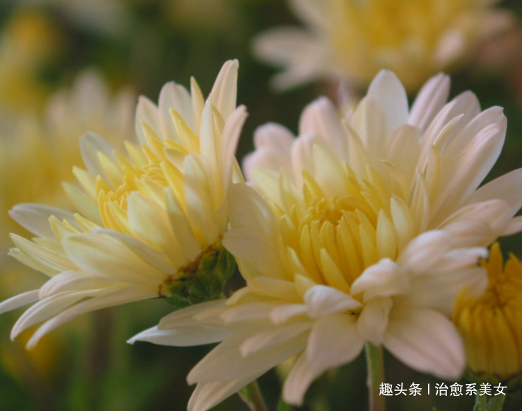 治愈系美女：文艺走心的句子，写的精辟，一句顶一万句