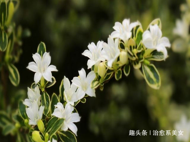 治愈系美女：文艺走心的句子，写的精辟，一句顶一万句