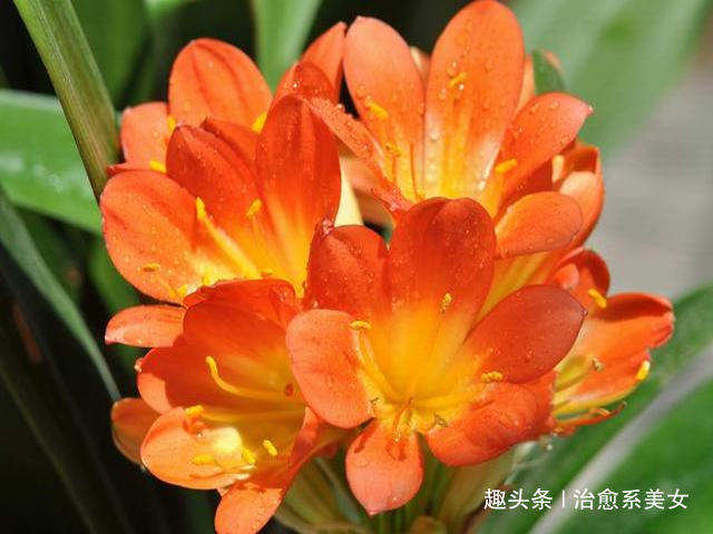 治愈系美女■2019最新微信个性签名，超经典超走心，绝对值得一看