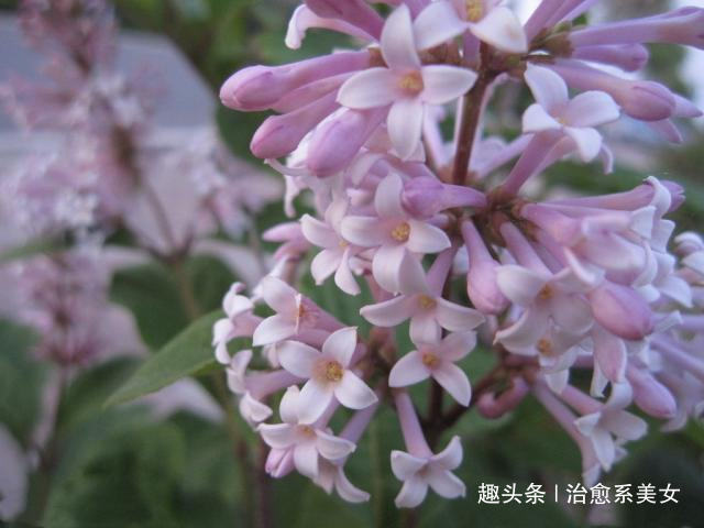 治愈系美女■2019最新微信个性签名，超经典超走心，绝对值得一看