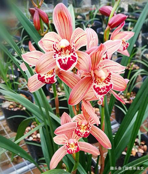 治愈系美女■2019最新微信个性签名，超经典超走心，绝对值得一看