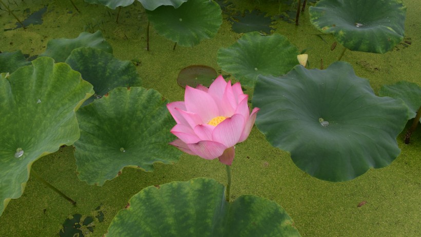 「不可思议的科技」天生“直男癌”的三生肖男，经常把老婆气哭，从来不懂心疼人