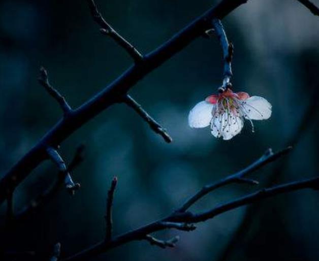 成功职场宝典：真正心苦的人，往往心如止水