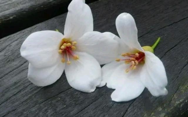 吴下阿蒙2：爱到骨子里的人，在与不在身边，依然爱着