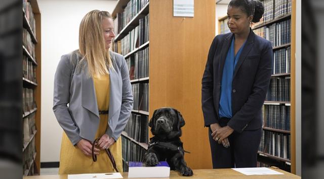 一只拉布拉多犬在芝加哥检察院宣誓入职，职责是抚慰青少年受害者