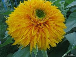 [治愈系美女]致自己的12句经典说说，总有一句触动你的心弦，让人陶醉