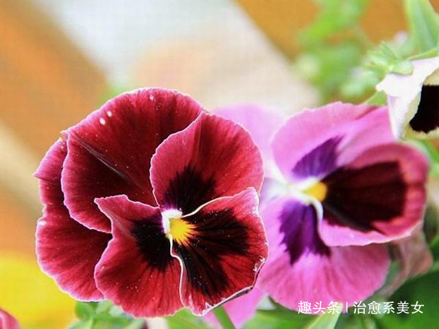 [治愈系美女]致自己的12句经典说说，总有一句触动你的心弦，让人陶醉