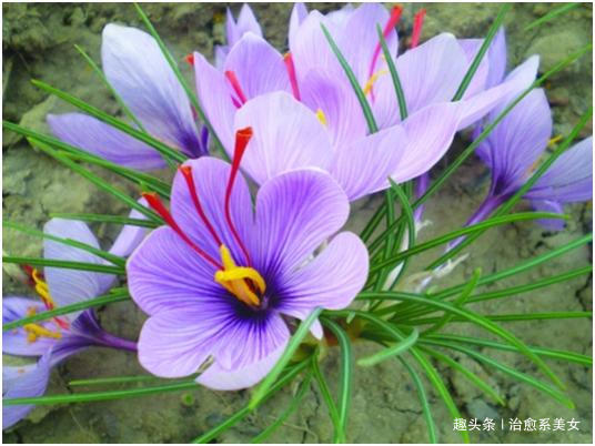 [治愈系美女]致自己的12句经典说说，总有一句触动你的心弦，让人陶醉