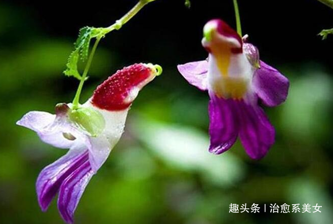 [治愈系美女]致自己的12句经典说说，总有一句触动你的心弦，让人陶醉