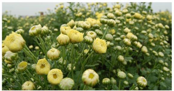 泡菊花茶，胎菊是常选用的一种菊花品种，胎菊泡水喝要注意什么？