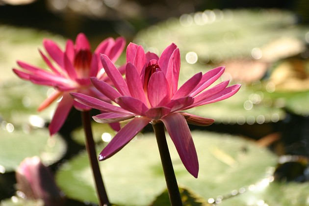 依鱼：把爱收藏，不露锋芒