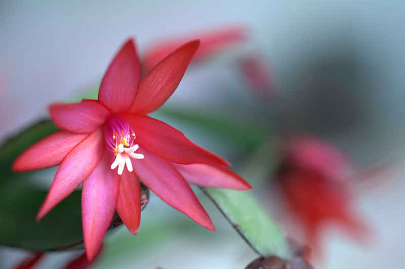 依鱼：把爱收藏，不露锋芒