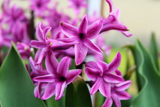 依鱼：把爱收藏，不露锋芒