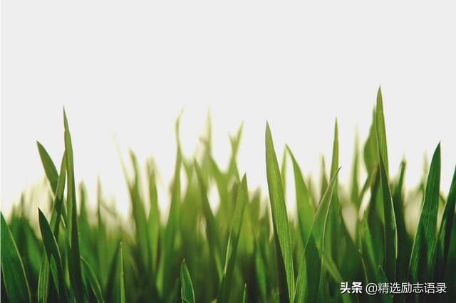 职场少年：谁把你当宝，谁待你如草