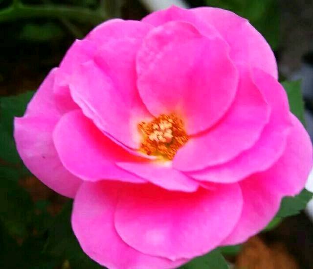 「道与欢同学」人生在世，何必羡慕别人，自己活好就是幸福