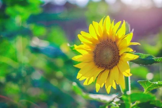 「糖果儿」你的微笑，胜过最美的阳光