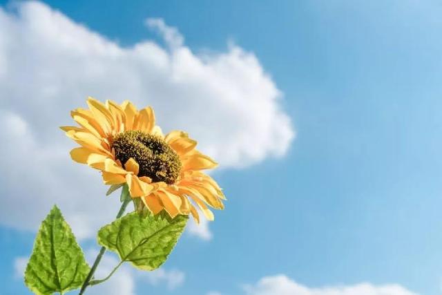 「糖果儿」你的微笑，胜过最美的阳光